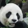 panda66