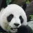 panda66